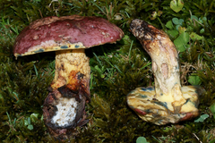 Butyriboletus roseopurpureus