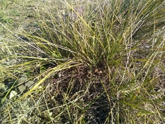 Brachypodium phoenicoides