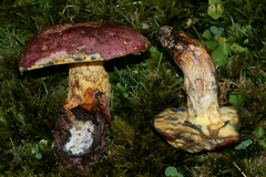 Butyriboletus roseopurpureus