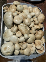 Leucopaxillus lepistoides
