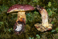 Butyriboletus roseopurpureus