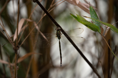Gynacantha subinterrupta