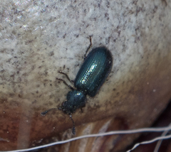 Necrobia violacea