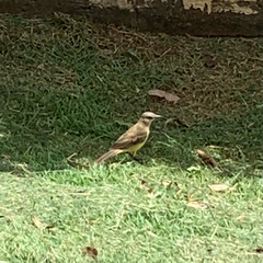 Machetornis rixosa