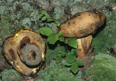 Boletus sensibilis subviscidus
