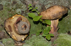Boletus sensibilis subviscidus