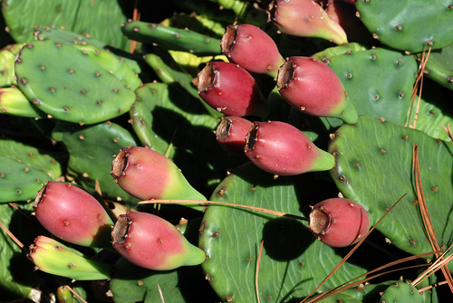 low pricklypear