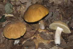 Boletus nobilis