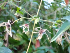 Clematis formosana