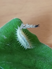 Aspidimorpha strigosa