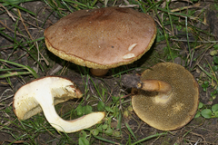 Xerocomus ferrugineus
