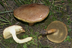 Xerocomus ferrugineus