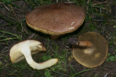Xerocomus ferrugineus