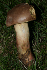 Boletus speciosus