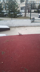 Streptopelia decaocto