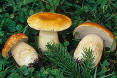 Boletus subcaerulescens