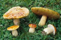 Boletus subcaerulescens