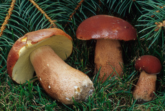 Boletus subcaerulescens