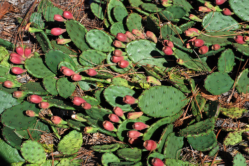 Opuntia humifusa