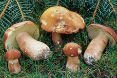 Boletus subcaerulescens