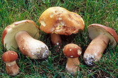 Boletus subcaerulescens