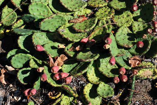 Opuntia humifusa