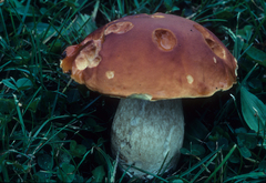 Boletus subcaerulescens