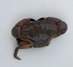 Menippe frontalis