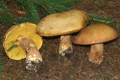 Boletus subcaerulescens