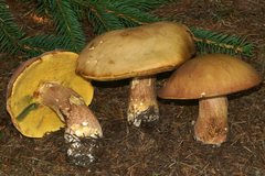 Boletus subcaerulescens