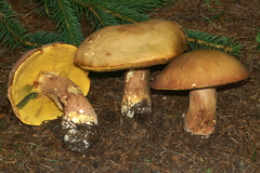 Boletus subcaerulescens