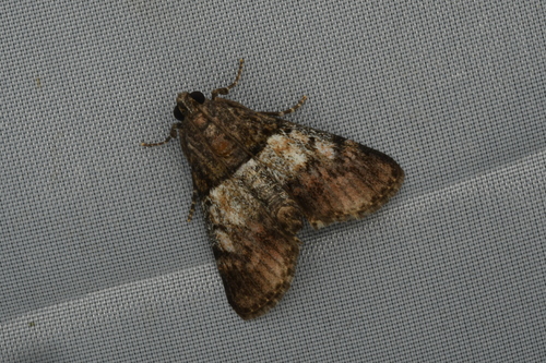 Teliphasa amica