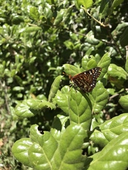 Euphydryas chalcedona