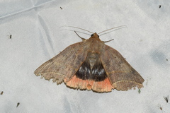 Thyas juno