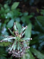 Habenaria stenopetala