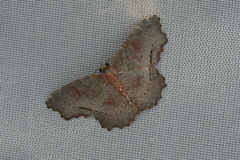 Xenozancla versicolor