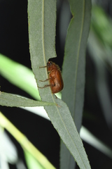 Brahmina faldermanni