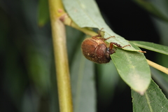 Brahmina faldermanni