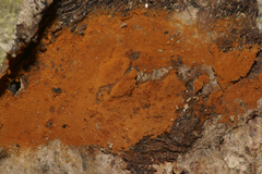 Botryobasidium aureum