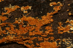 Botryobasidium aureum