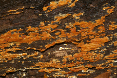 Botryobasidium aureum