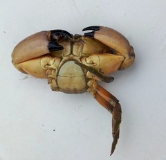 Menippe frontalis