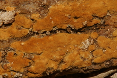 Botryobasidium aureum