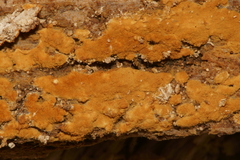 Botryobasidium aureum