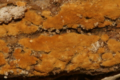 Botryobasidium aureum