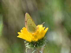 Colias lesbia