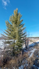 Picea glauca × engelmannii