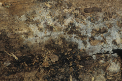 Botryobasidium subcoronatum