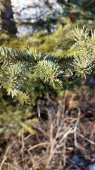 Picea glauca × engelmannii