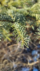 Picea glauca × engelmannii